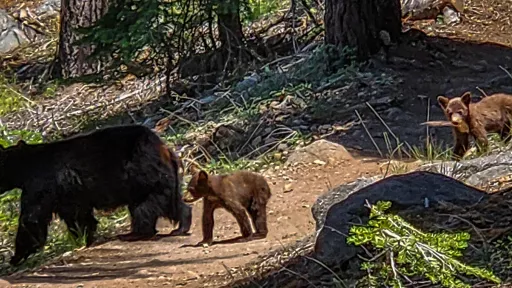 Bears walking along a forest path, two cubs following an adult bear.