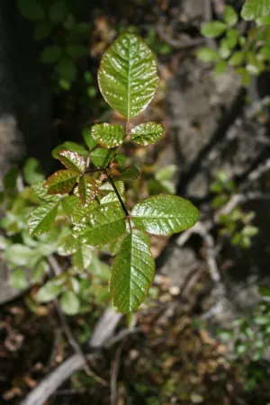 Shiny green leaves in groups of three on a Poison Oak plant in sunlight.